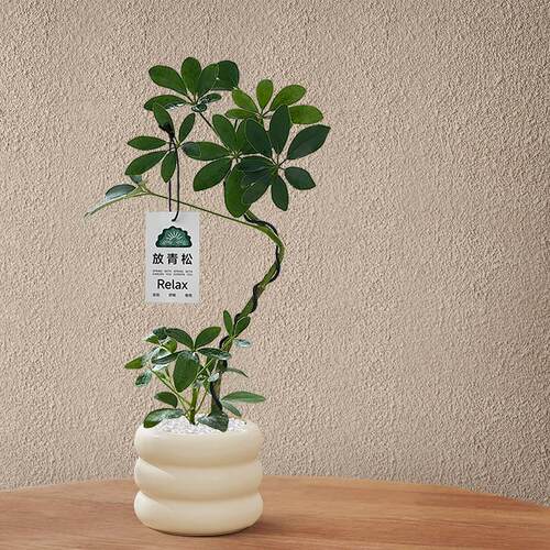 造型鸭脚木盆栽室内客厅桌面绿植七叶莲八方来财鸭掌木招财树植物