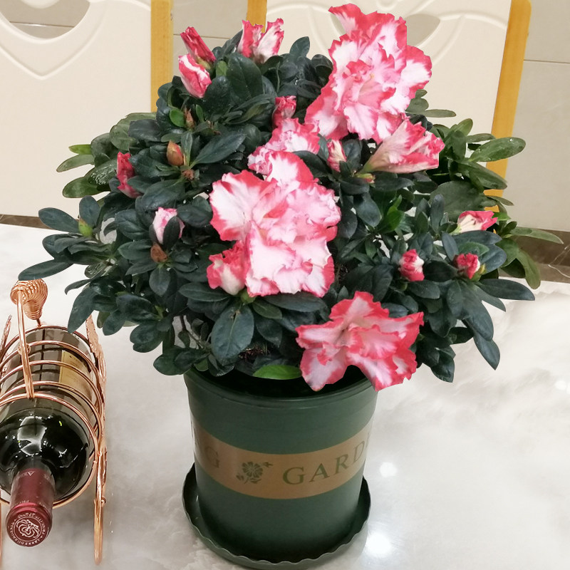 紫色杜鹃花苗绿色光辉盆栽水粉桃雪四季常开喷砂世纪曙光带花苞