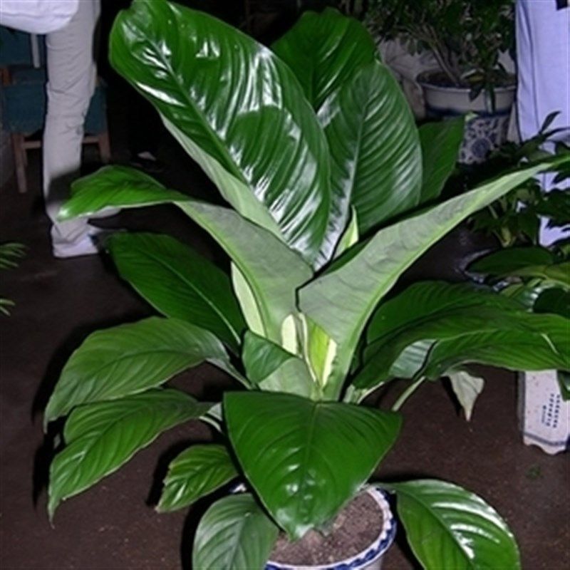 绿巨人 盆栽室内客厅大型盆景植物绿植万年青白掌大叶植物,家居饰品,桌面摆件,淘宝优惠券,粉丝福利购,淘宝优惠卷