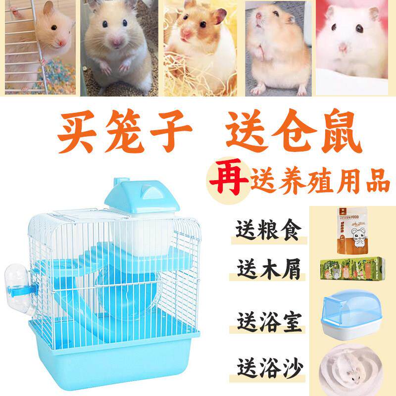 买笼子送一只仓鼠一对小苍鼠金丝熊活物已打疫苗情侣公母家养宠物