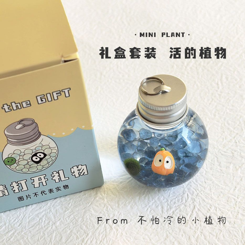 微景观生态瓶装迷你小植物水培创意礼物海藻球冬季可养的趣味可爱