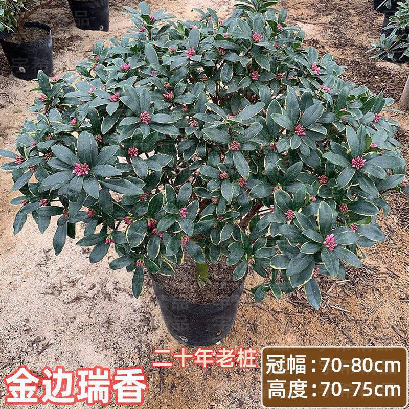 耐寒瑞香花金边瑞香盆栽办公室浓香型带花苞室内老桩花卉植物庭院