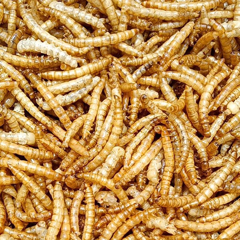 宠物用品黄粉虫干面包虫干鸟食龙猫仓鼠零食昆虫宠物零食