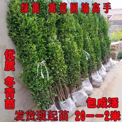 北海道黄杨大叶冬青围墙绿篱笆墙庭院绿植四季常青树苗工程苗耐寒