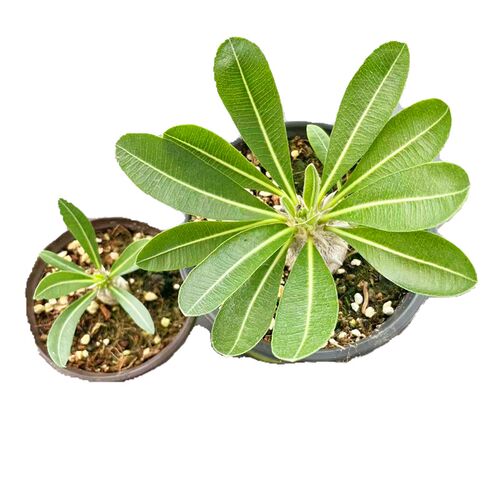 惠比大黑 块根植物开黄色花冷门多肉植物小盆栽 惠比须笑阳台花卉
