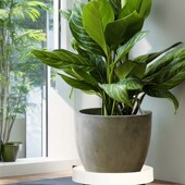 重物移动托盘水桶移动底座重物移动托架桶装 水移动托盘承重万向轮