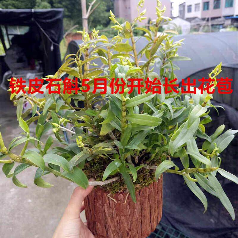 大号可食用铁皮石斛苗木桩种植苗栽好石斛花卉石斛兰科盆 栽