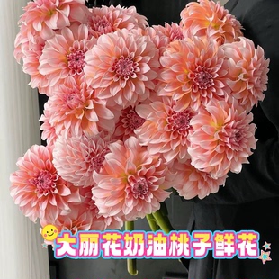 大丽花鲜花鲜切花水养花期超长云南基地直发A级奶油桃子水培家用