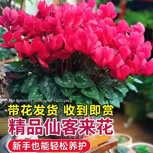仙客来重瓣仙鹤来大花苗兔子花盆栽客厅好养花卉秋冬耐寒年宵花卉