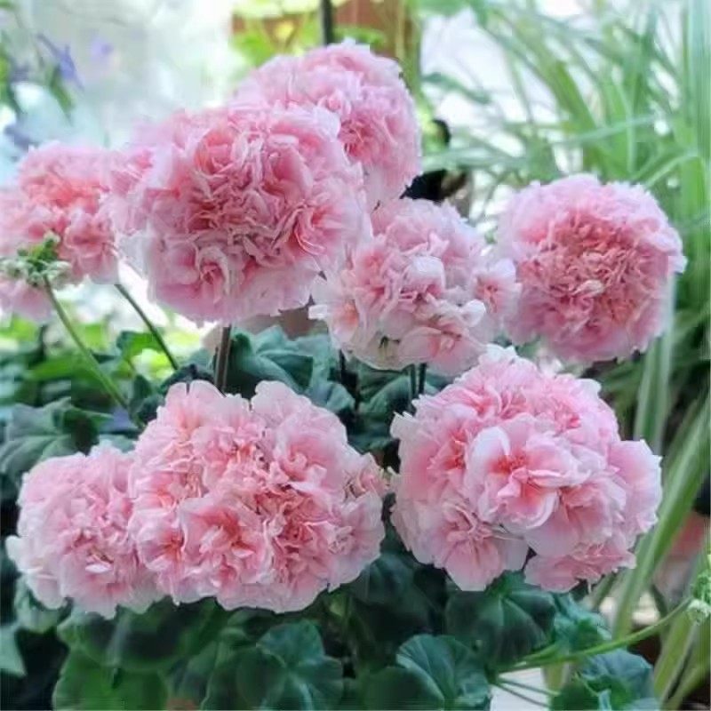 进口大花天竺葵花苗重瓣花卉庭院阳台四季开花不断盆栽带花苞发货