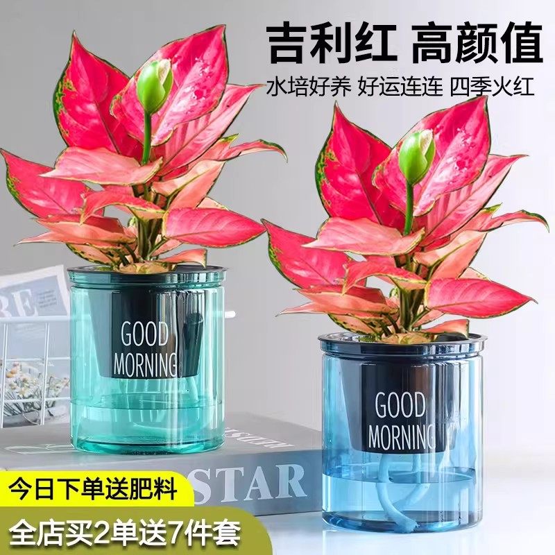 吉利红如意皇后水培植物室内盆栽花卉发财树彩叶吉祥水养金钱树,鲜花速递/花卉仿真/绿植园艺,红掌/凤梨/温室花卉,淘宝优惠券,粉丝福利购,淘宝优惠卷