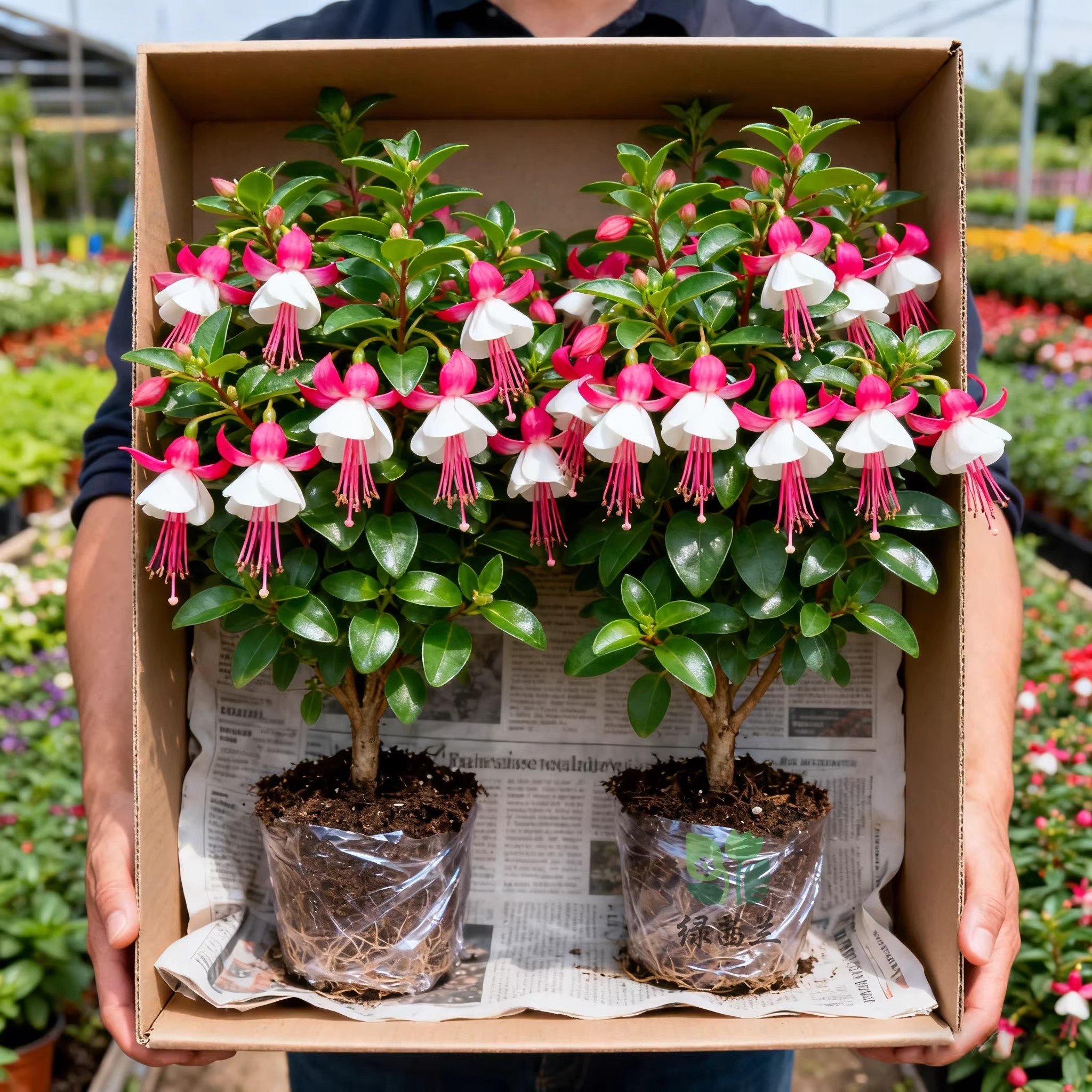 倒挂金钟棒棒糖灯笼花盆栽带花苞重瓣大花型老桩室内好养,鲜花速递/花卉仿真/绿植园艺,红掌/凤梨/温室花卉,淘宝优惠券,粉丝福利购,淘宝优惠卷