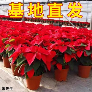 一品红盆栽客厅四季好养真花卉盆景圣诞年宵花室内桌面装饰鲜花束