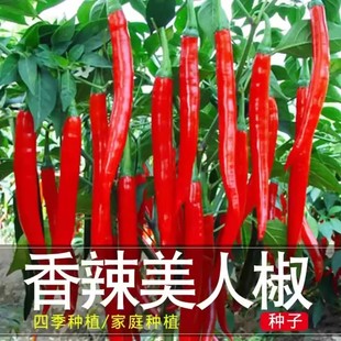正宗美人椒种子摘不败大树红尖椒特香辣四季盆栽菜种籽红辣椒种子