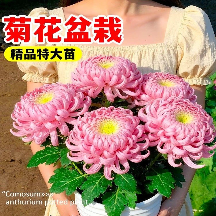 菊花盆栽带花苞室内外花苗特级正品千头菊鲜花大花四季球花卉植物,鲜花速递/花卉仿真/绿植园艺,时令草本花卉,淘宝优惠券,粉丝福利购,淘宝优惠卷