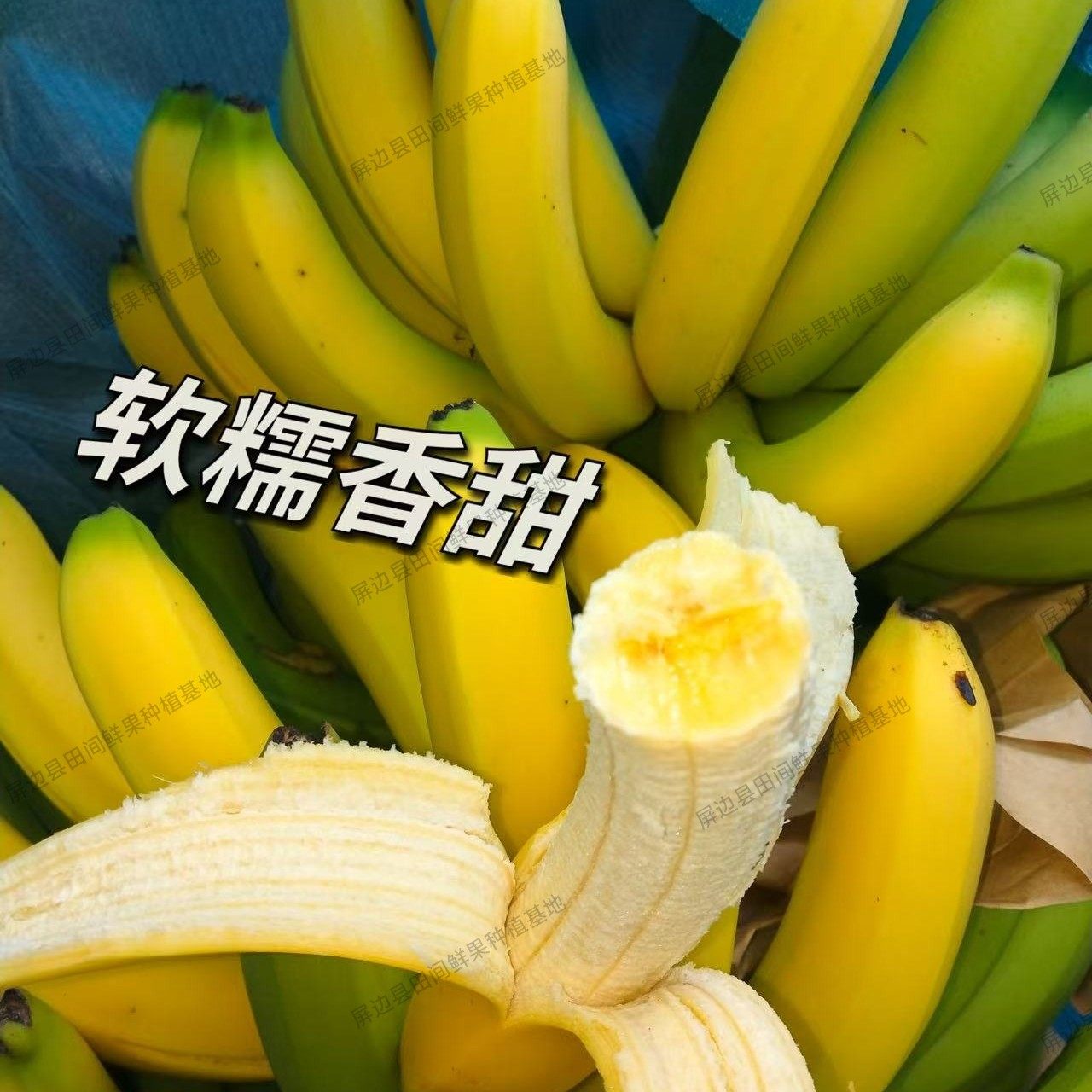 云南香蕉自然熟新鲜水果正宗云南高山香蕉青绿香蕉无药5/9斤包邮