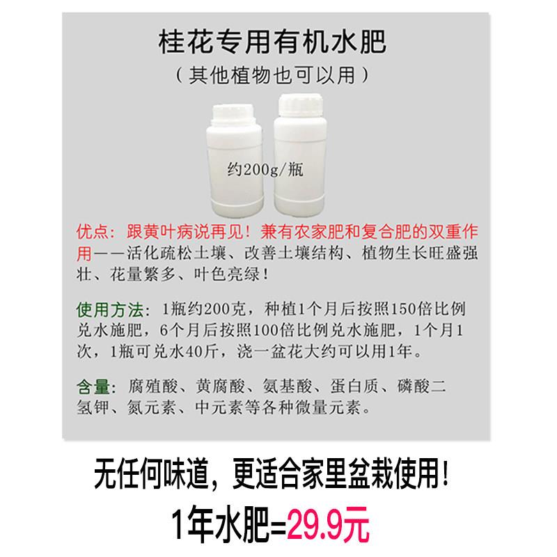 桂花盆栽盆景专用水溶肥养花大促销