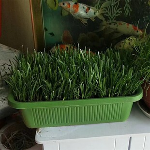 南宫特产黄韭盆景韭菜根盆栽苗阳台客厅庭院无公害蔬菜礼品盒套餐