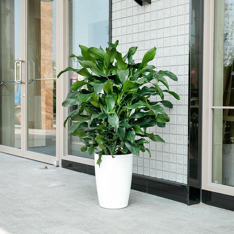 宜植堂花盆北欧大口径落地花盆万年青也门贴客厅租摆大塑料大花盆