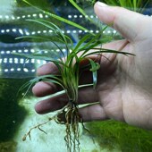 水草剑兰造景铁丝兰中前景鱼缸迷你小水草新手淡水植物水好养易活