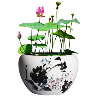 睡莲盆缸碗莲专用花盆陶瓷大号水养植物一叶莲荷花盆铜钱草水培