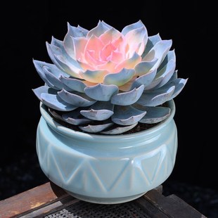 粉色蓝石莲多肉植物盆栽云南直发花卉室内肉肉植物阳台绿植组合