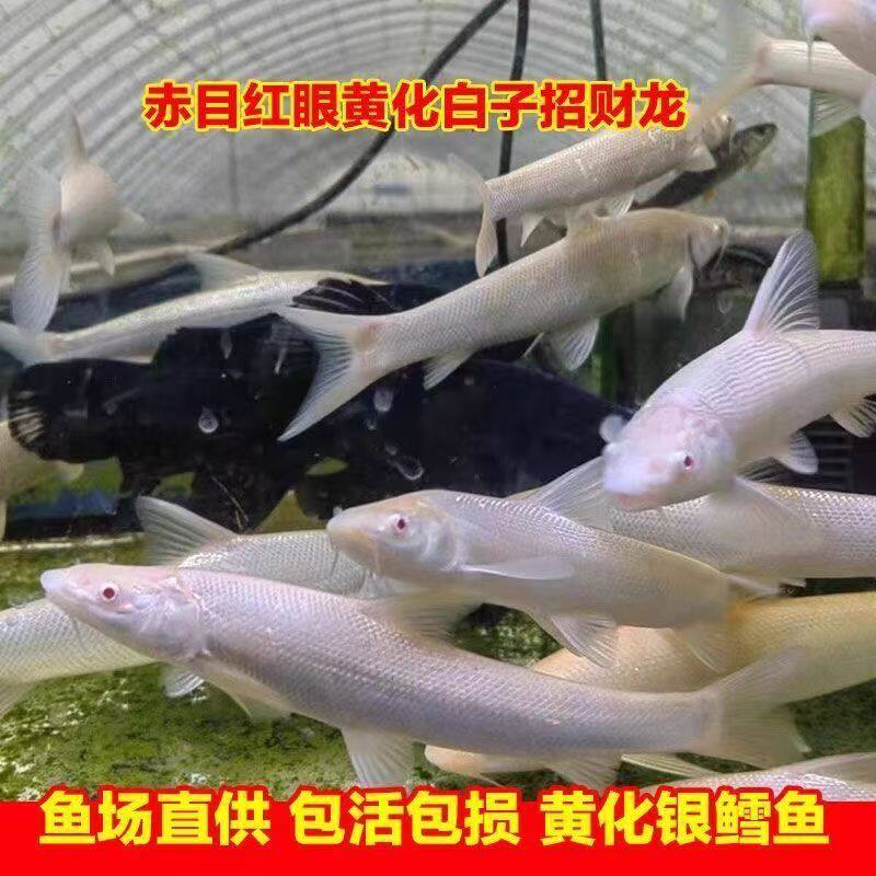 黄色红眼招财龙鱼黄化赤目黄色黄金鳕鱼好养冷水淡水高颜值观赏鱼
