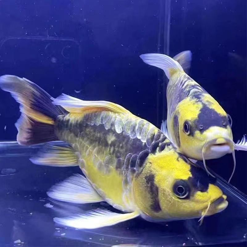 德系酋长普身长尾淡水普身玛雅蝴蝶鲤冷水蝴蝶观赏鱼招财好养耐活