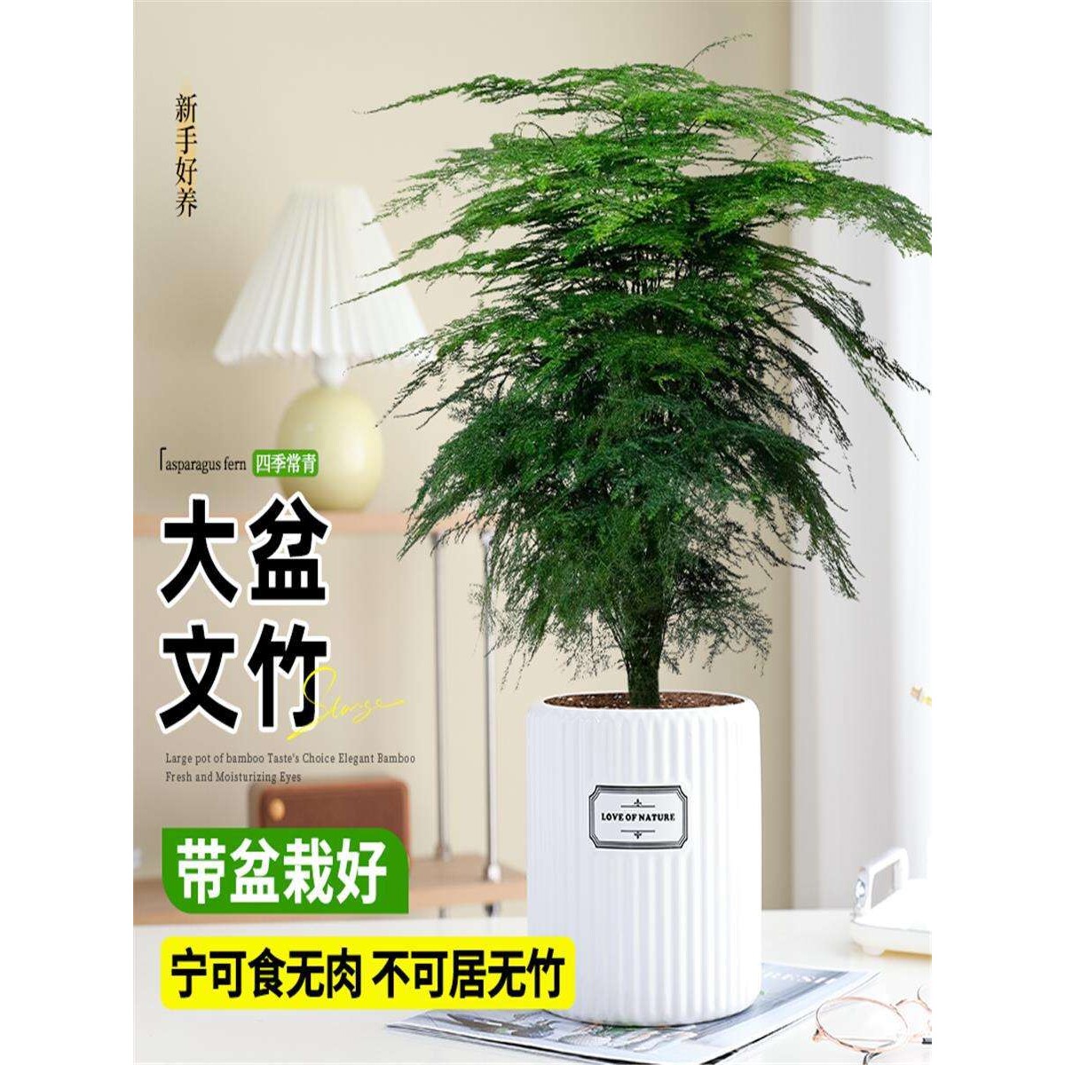 文竹盆栽盆景植物室内客厅花卉办公室桌面绿植四季常青好养大盆栽
