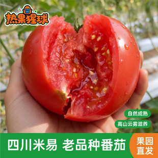 攀枝花米易口感老品种番茄现摘新鲜蔬菜水果酸甜生吃自然熟西红柿