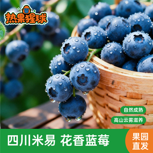 攀枝花蓝莓鲜果特大当季高山L25花香新鲜水果现摘孕妇怡颗甜梅