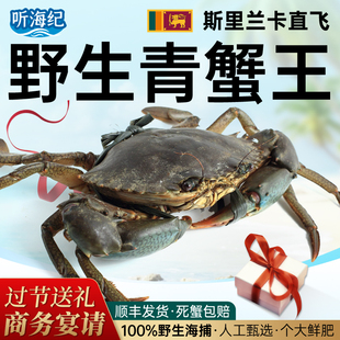 斯里兰卡青蟹王进口海捕野生特大鲜活青蟹肉蟹海水蟹过节过年送礼