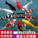 纯种锦鲤鱼活鱼观赏鱼纯种鱼大型红白冷水淡水好养耐活金鱼小鱼苗