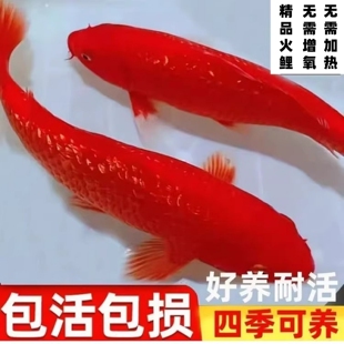 日系锦鲤活鱼纯红色火鲤闪麟火鲤鱼冷水观赏鱼红白三色纯种发财鱼