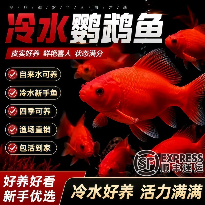 精品冷水淡水鹦鹉鱼长尾活体包活