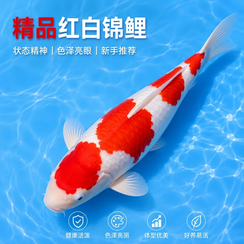 精品红白锦鲤淡水观赏鱼好养耐活