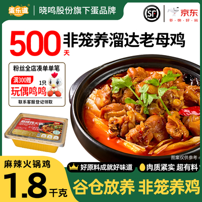 500天非笼养溜达老母鸡火锅鸡