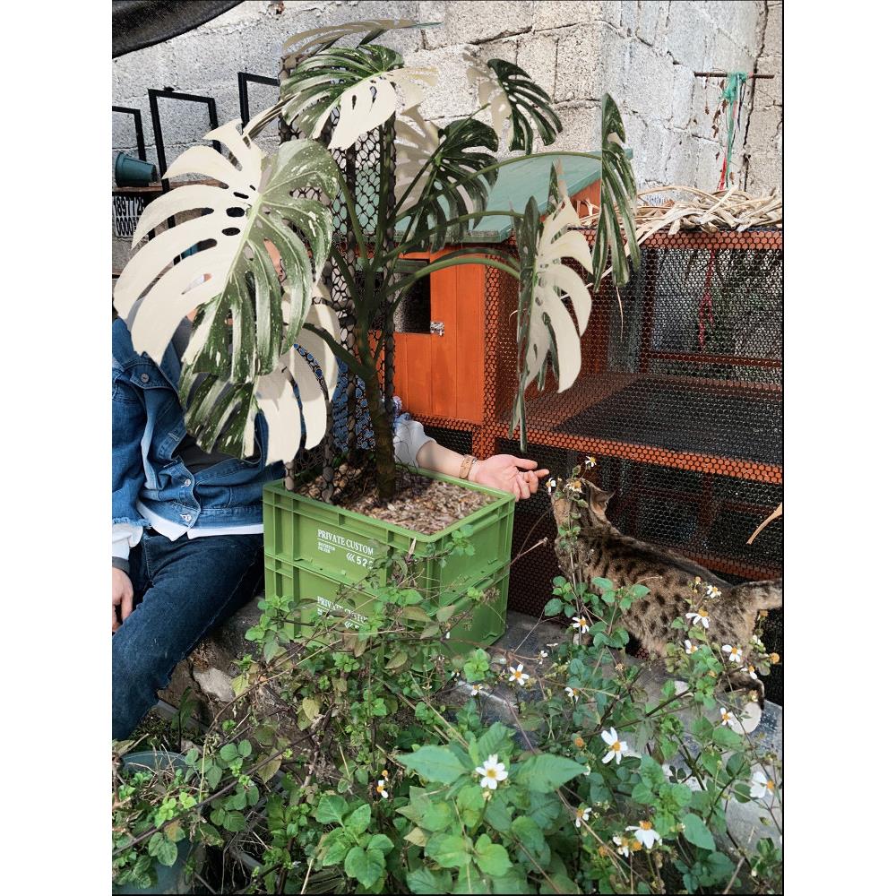 工业风格热种植花盆在高望和大容量移动花怪物攀爬框架花盆