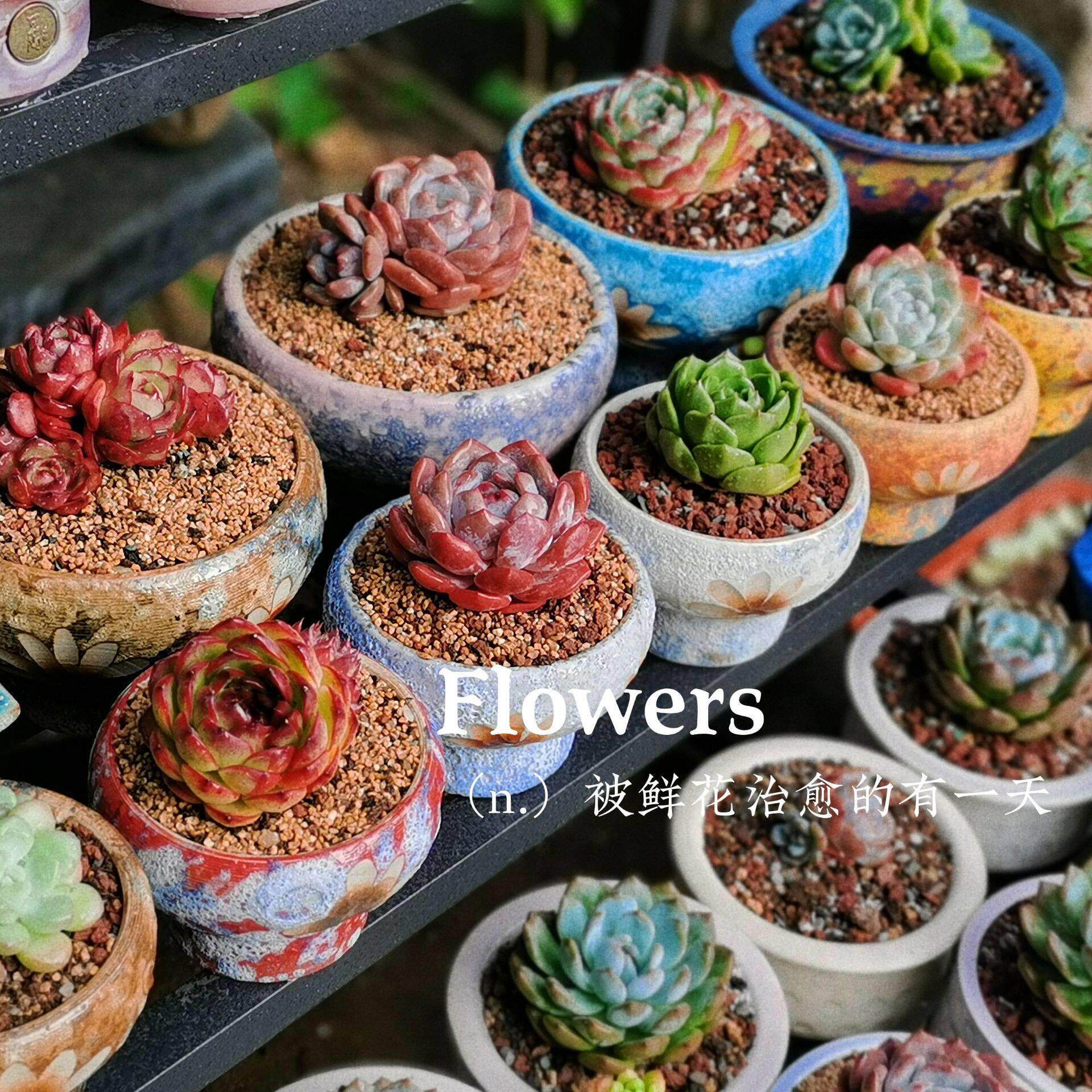 景德镇花盆透气陶瓷花盆多肉花盆单头老桩套组插花多肉植物花盆