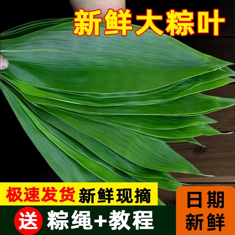 粽叶免邮新鲜大箬叶粽绳新鲜粽叶粽叶