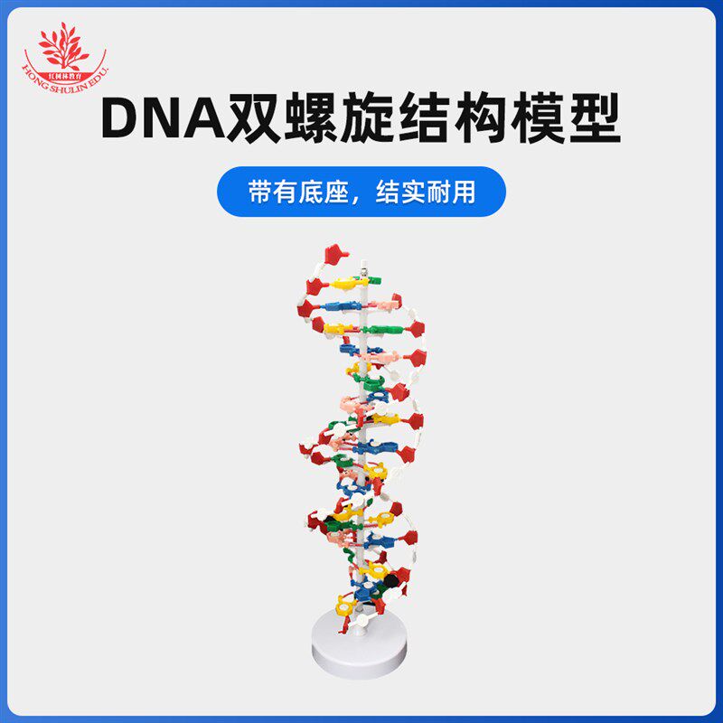 DNA双螺旋结构模型带底座60公分碱基对遗传基因生物教学仪器器材