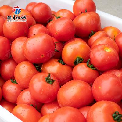 应能萝卜MKN气供泡清洗机 多功洗类菜机 秋葵清洗机 菜叶水果清洗