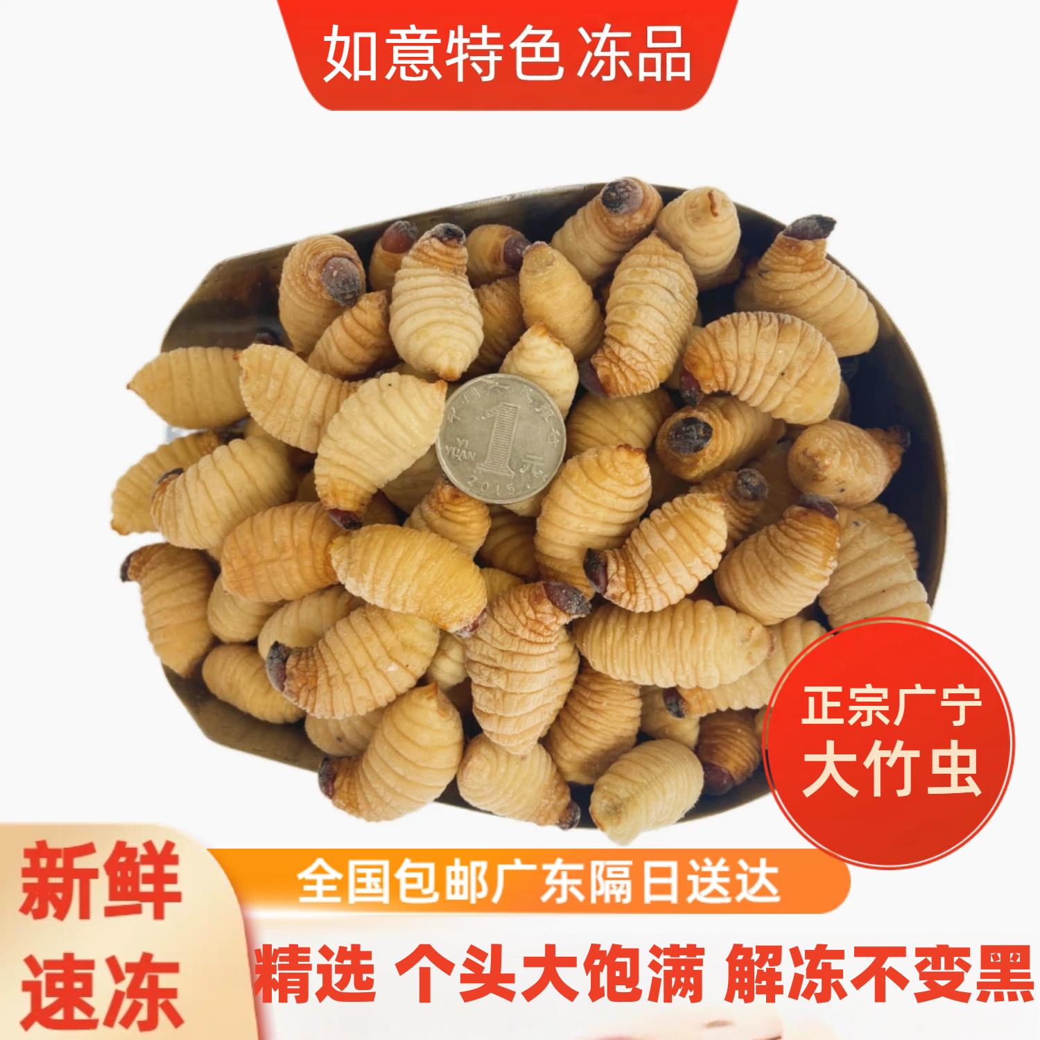新鲜冷冻大竹虫竹笋虫椰子虫笋蛆竹象虫幼虫昆虫标本材料