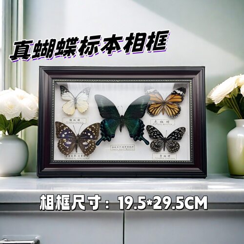 真蝴蝶标本棕 白色相框5只装幼儿园宝宝礼品家居工艺装饰创意摆台