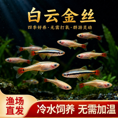 白云金丝鱼瑰丽金丝鱼大帆金丝草缸小型观赏鱼灯科鱼淡水鱼冷水鱼