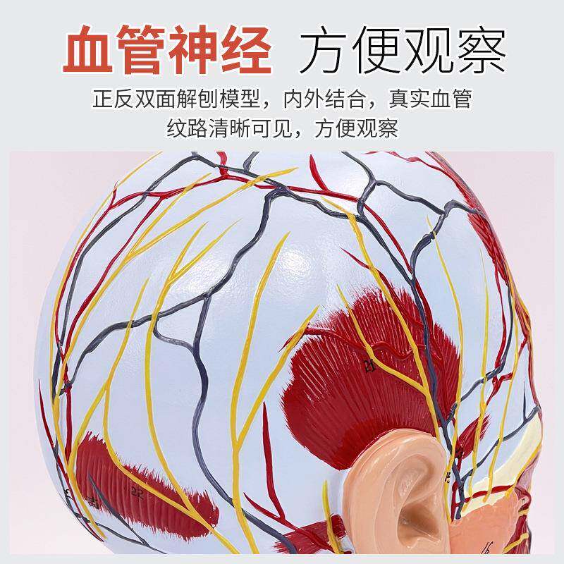 人体头面部附脑血管神经模型颈部解剖学面部神经血管肌肉结构模型