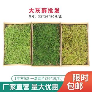 永生苔藓大灰藓植被苔藓枯山水景观装饰青苔草皮绿植墙干花背景墙