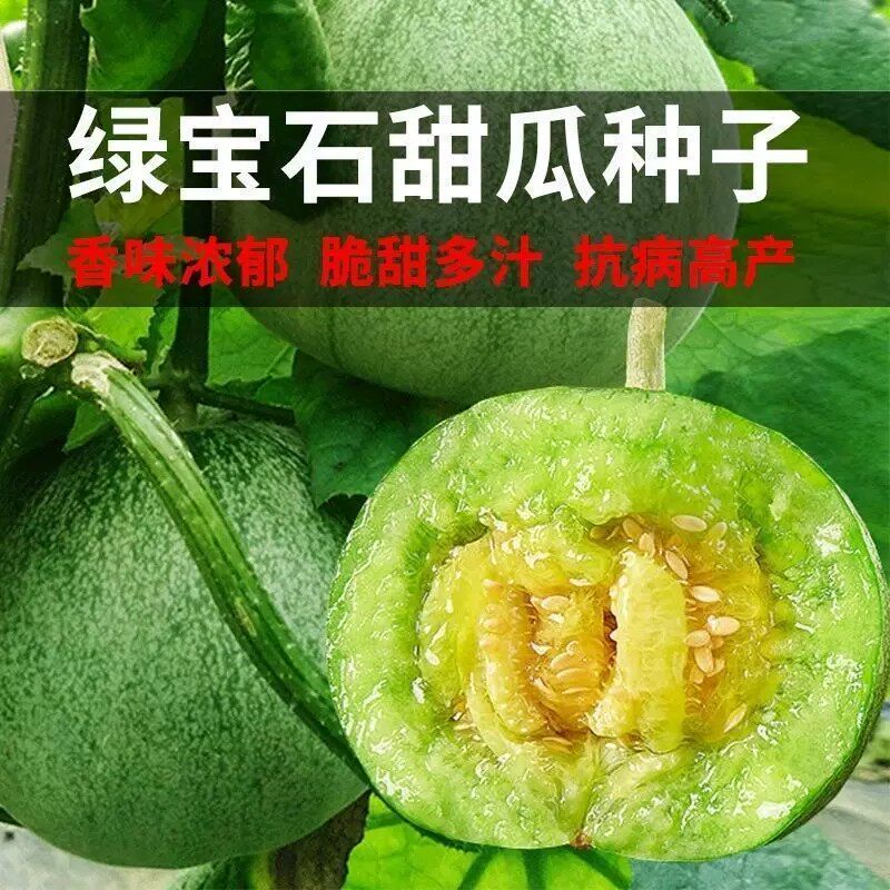 绿宝石甜瓜种子早熟高产香瓜