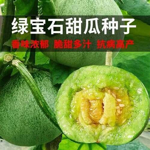 绿宝石甜瓜种子早熟高产香瓜