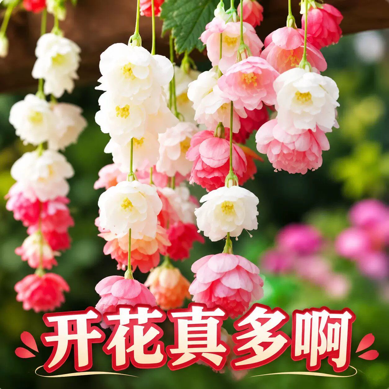 浓香垂丝海棠种子四季开花新手养活花卉直立垂吊盆栽室内外阳台